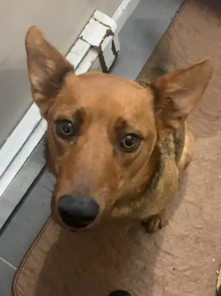 Cocoa