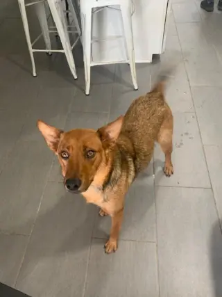 Cocoa