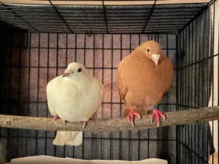 Nilla w/Luigi