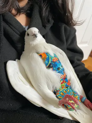 Nilla w/Luigi