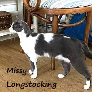 Missy Longstocking #docile-lapcat