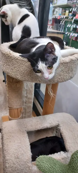 Sophie