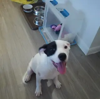 Lola