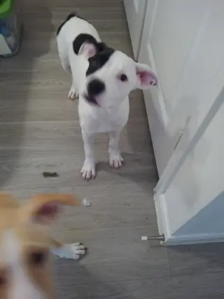 Lola
