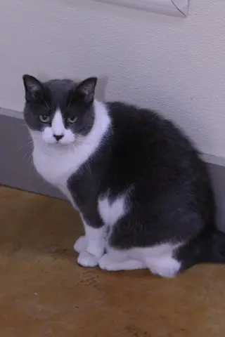 Javvy