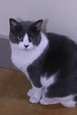 Javvy