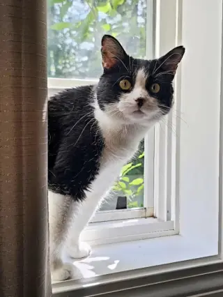 Rosita