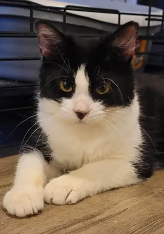 Rosita