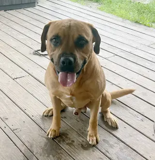 Moose