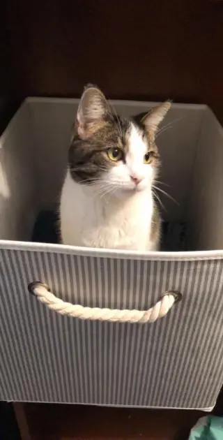 zz "Pusheen" courtesy listing