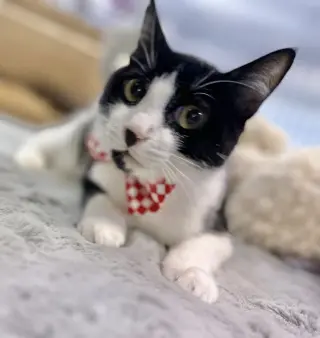 Kitzo