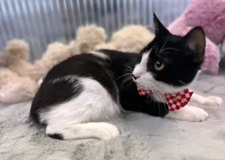 Kitzo