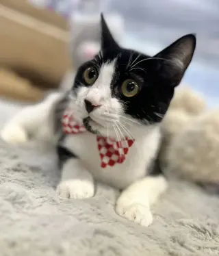 Kitzo