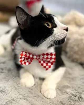 Kitzo