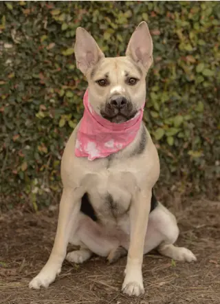 Piper