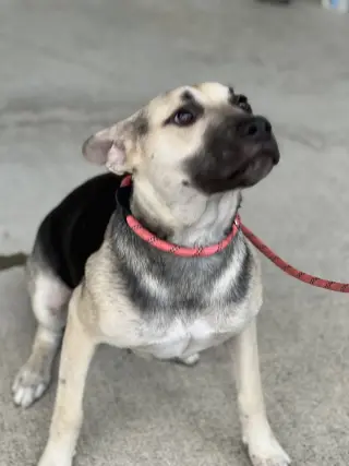 Piper