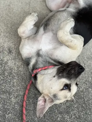 Piper