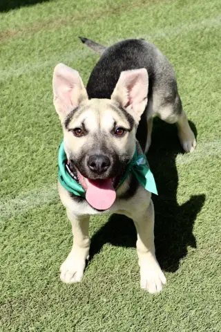 Piper