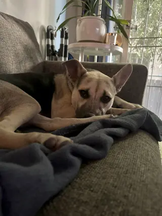 Piper