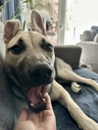 Piper