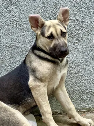 Piper