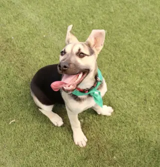 Piper