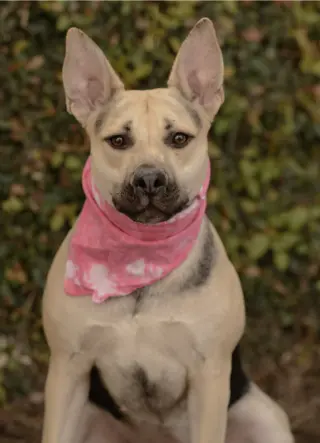 Piper