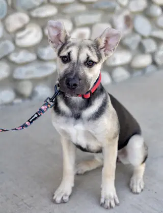 Piper