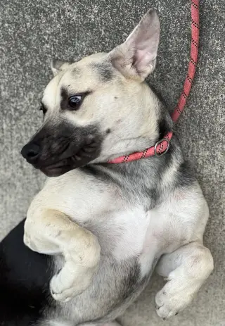 Piper