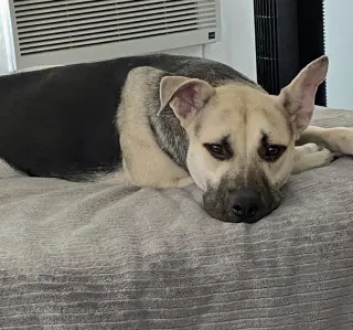 Piper