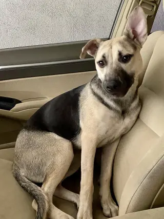 Piper