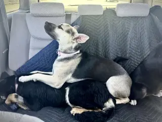 Piper