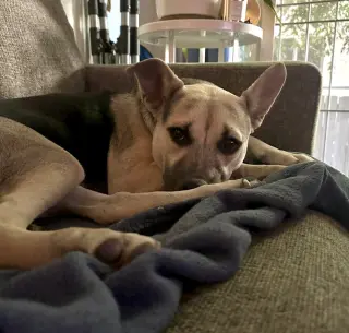 Piper