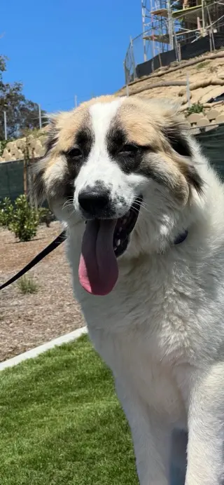 Izzy