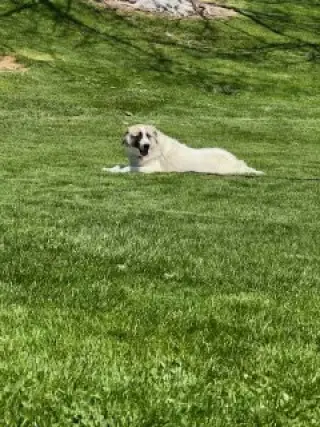 Izzy