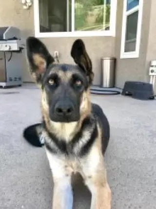 Harley