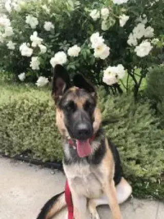 Harley