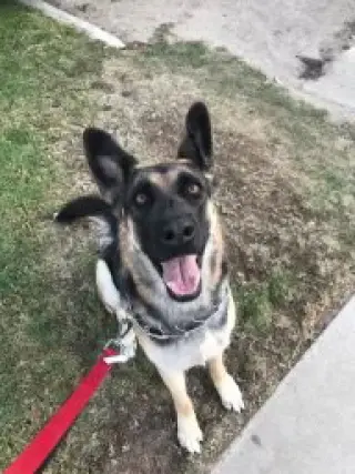Harley