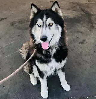 Oso