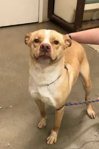 Nala