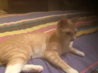 Peaches