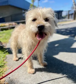 Chewy *Courtesy Post*