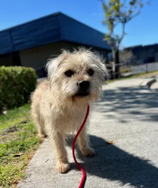 Chewy *Courtesy Post*