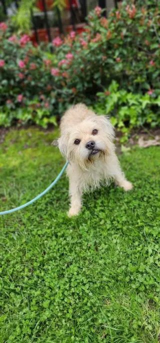 Chewy *Courtesy Post*