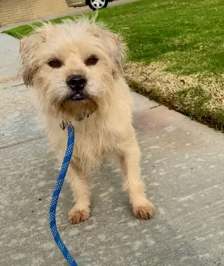 Chewy *Courtesy Post*