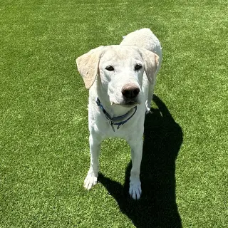 Max 8