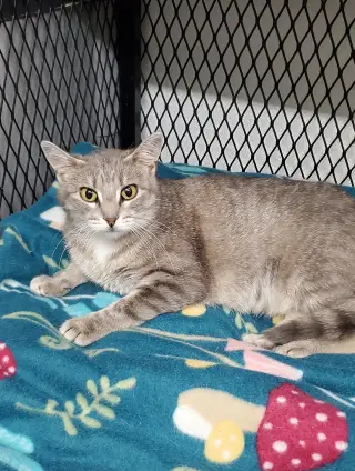 Graymalkin