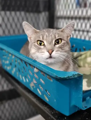 Graymalkin