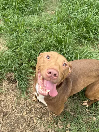 Rollo