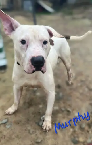 Murphy